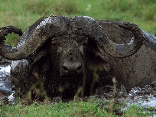 buffalo in mad 2
