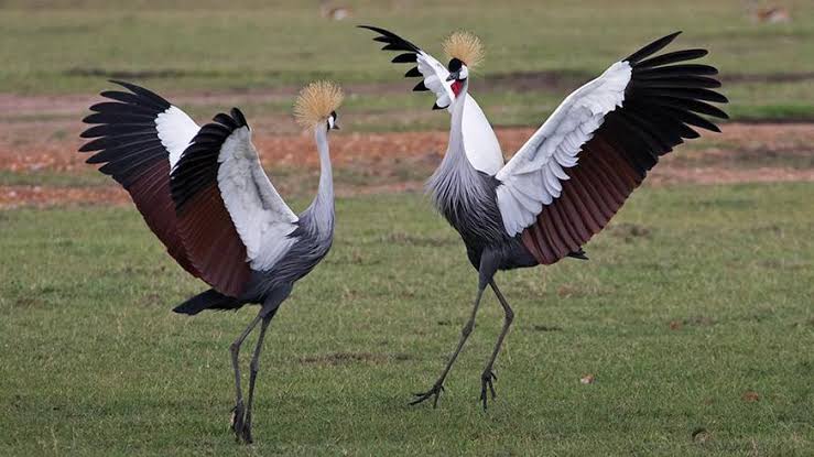 grey crown cranes 2
